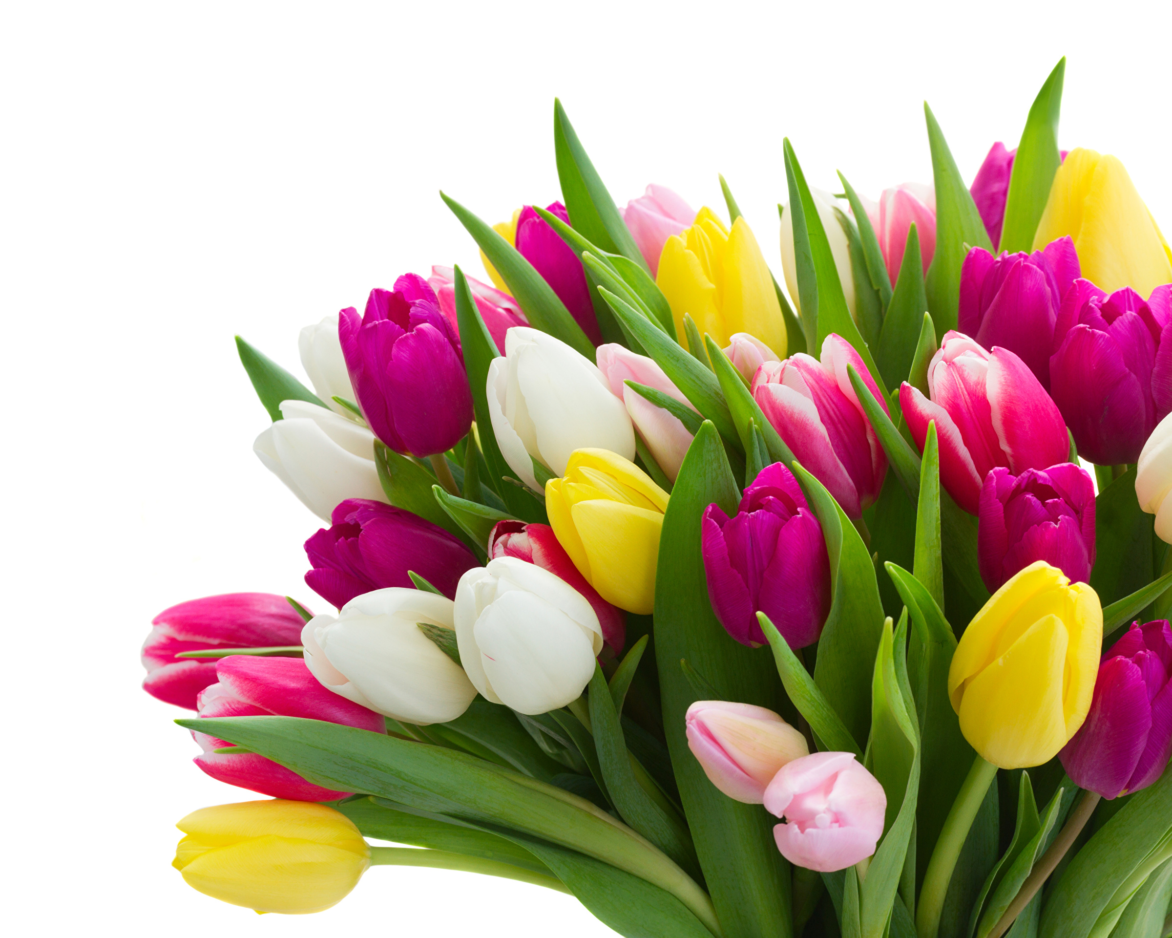 Bouquets Tulips Many 474704