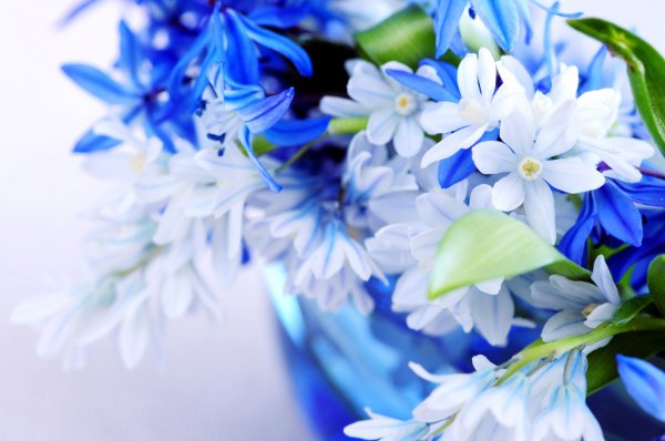 depositphotos 4642402 stock photo blue bouquet of first spring